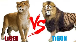 Liger VS Tigon  Liger VS Tigon Who Will Win [upl. by Verras429]