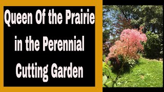 Planting Filipendula Rubra aka Queen of the Prairie in the Cutting Garden 🌹🌿🌻  Ep 68 [upl. by Ondrea]