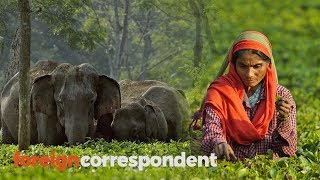 Wild Elephants in Deadly Clashes with Booming India  Foreign Correspondent [upl. by Ytoc]