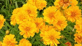 Coreopsis grandiflora [upl. by Dare407]