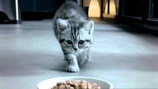 Whiskas Kitten TV Commercial [upl. by Iaht]