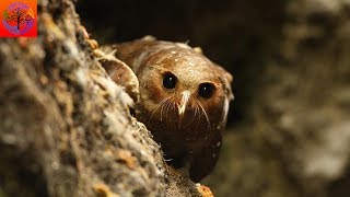 Oilbird  Animal of the Week [upl. by Ware]