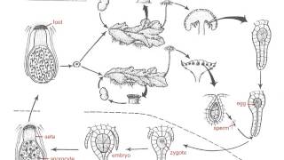 Marchantia Life Cycle [upl. by Bullen]