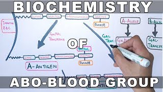 Biochemistry of ABO Antigens [upl. by Htelimay]