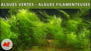 Algues vertes  Algues filamenteuses [upl. by Kciredohr896]