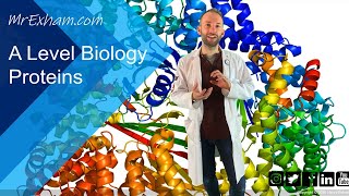 Proteins  A Level Biology [upl. by Salkcin]