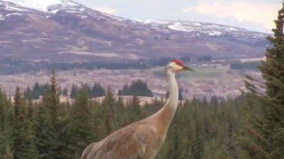 Sandhill Crane Vocalizations [upl. by Sackey765]