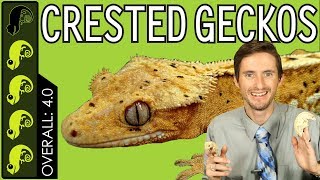 Crested Gecko The Best Pet Reptile [upl. by Hteik]