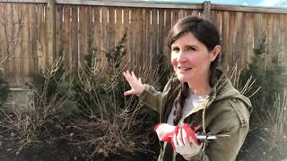 How to prune Little Lime hydrangeas [upl. by Annavoj611]