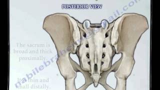 Sacrum amp Coccyx anatomy  Everything You Need To Know  Dr Nabil Ebraheim [upl. by Raquela]