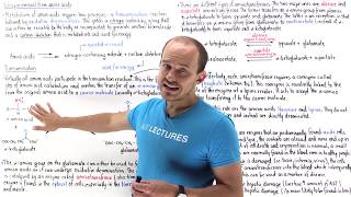 Transamination of amino acids [upl. by Netnert]
