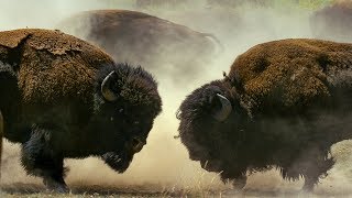 Bison Habitat and Behavior [upl. by Leora]