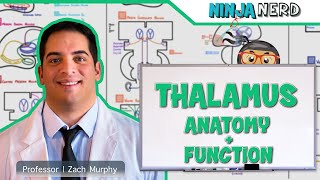 Neurology  Thalamus Anatomy amp Function [upl. by Kane]