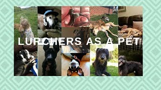 Lurchers as Pets [upl. by Nozicka]