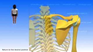 Movements of the Scapula [upl. by Ayikur]