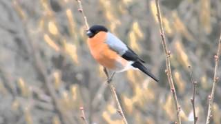 der Ruf des Gimpel  Dompfaff Bullfinch Vogelstimmen Gesang [upl. by Milewski]