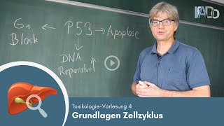 Toxikologie erklärt Grundlagen des Zellzyklus Vorlesung 4 [upl. by Drofub]