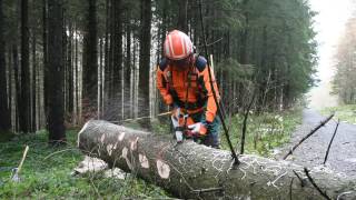 Baumfällen mit einem HolzfällerProfi [upl. by Viviana541]