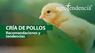 Cría de pollos  Sistemas y manejo agronómico [upl. by Manara]