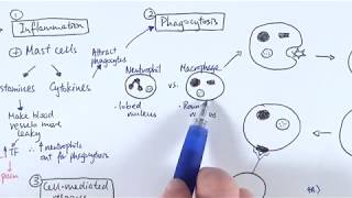 AS Biology  Immune response OVERVIEW OCR A Chapter 1256 [upl. by Ellebana]