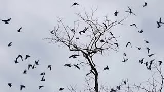 Tree Swallows flying gathering amp dispersing in one second [upl. by Analise]