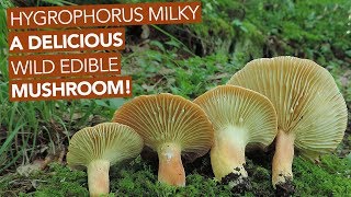 Hygrophorus Milky — A Delicious Wild Edible Mushroom [upl. by Gilberte]