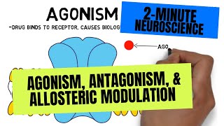 2Minute Neuroscience Agonism Antagonism amp Allosteric Modulation [upl. by Nylqcaj611]