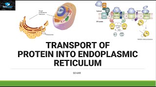 Transport of Protein In Endoplasmic Reticulum [upl. by Twyla724]