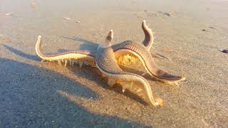 Starfish Walking on the Beach [upl. by Anitnegra]