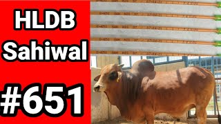 Hisar Simen Bank 🔊🐄🐂🙏🏿Sahiwal Bull Milk 3400🧐👌🏾🤔🤘🤘 [upl. by Ottilie]