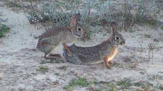 Rabbits in heat [upl. by Garrard]