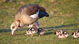 Cygnets Goslings Ducklings and Chicks [upl. by Hart]