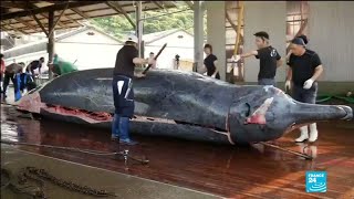 Au Japon la chasse commerciale à la baleine de nouveau autorisée [upl. by Airrehs]