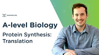 Protein Synthesis Translation  Alevel Biology  OCR AQA Edexcel [upl. by Aicenad]