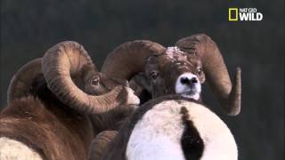 Le mouflon des montagnes rocheuses [upl. by Eimac]