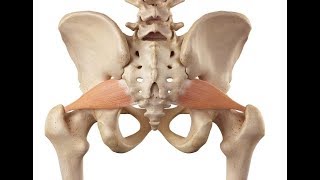 How to really strengthen the piriformis muscle [upl. by Yllehs]