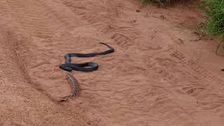 BlackNecked Spitting Cobra vs Puff Adder II Ruaha 22020 [upl. by Tterag]