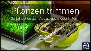 Pflanzen im Aquarium schneiden  AquaOwner [upl. by Annhej312]