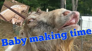 How to Breed Goats  Part 3  Full Breeding [upl. by Koppel]