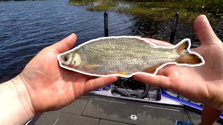 Fishing with GIANT Shiners for BIG FLORIDA BASS  Shiner Fishing for Bass [upl. by Annayd]