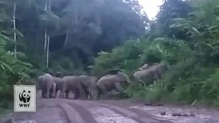 Borneo Elephants in Maliau Basin [upl. by Ban435]