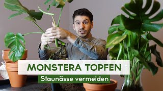 Monstera Stecklinge einpflanzen  Fensterblatt eintopfen [upl. by Kalvn]