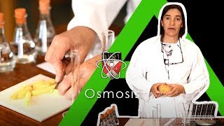 Osmosis  Biology Alevel Required Practical [upl. by Annayr]