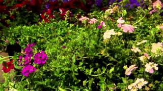 Grow Verbena for flourishing summer flowers [upl. by Akilam279]