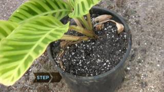 How to Revive a Dying Plant [upl. by Mikes]