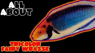 All About The Tricolor Wrasse or Red Head Solon Fairy Wrasse or Solar Fairy Wrasse [upl. by Jania226]