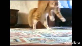 The Best Dancing Cats Ever Compilation  Funny Daning Cats Compilation Youtube 2014 [upl. by Aisatan]