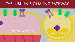 The Insulin Signaling Pathway [upl. by Derina435]