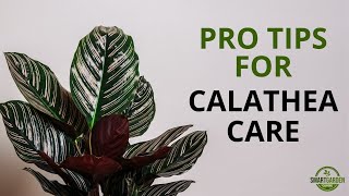 Calathea Care And 9 Stunning Varieties  How Not To Kill Your Houseplants [upl. by Nuajed]