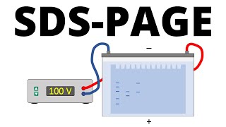 SDSPAGE explained  Protein Separation Technique [upl. by Kennith]